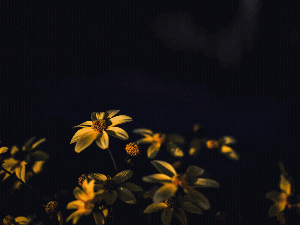 SCALA NEW LINE SAS Bogota 39