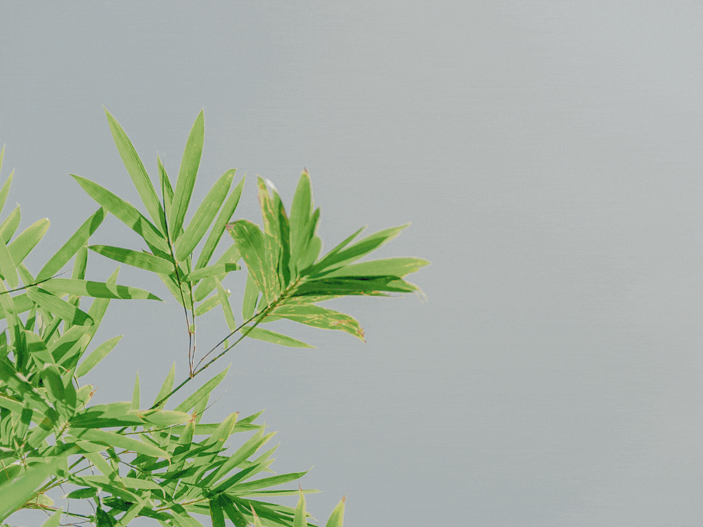 SCALA NEW LINE SAS Bogota 41